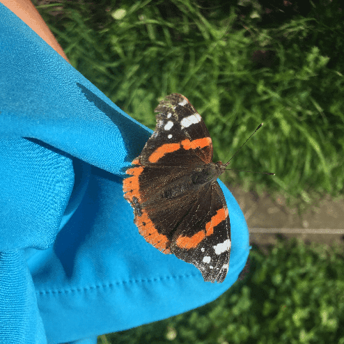 The Atalanta butterfly resting on Sonja's shoulder